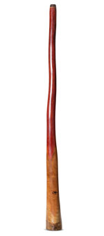 Tristan O'Meara Didgeridoo (TM434)